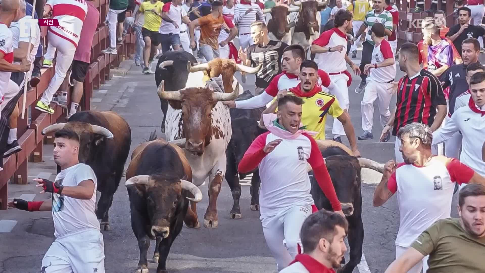 [ET] 목숨 건 질주…스페인 ‘황소 달리기’