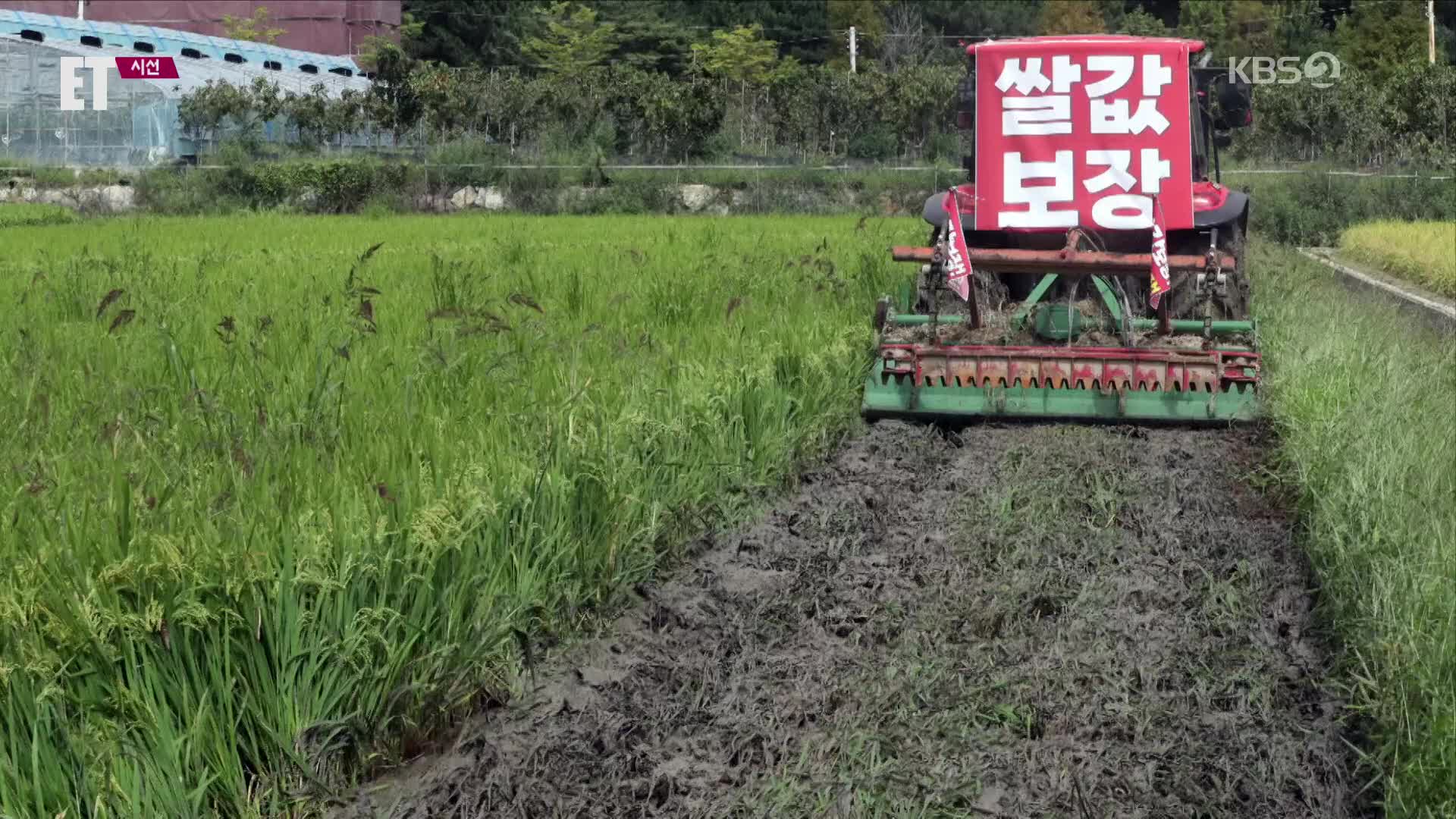 [ET] “수확하면 뭐합니까”…쌀값, 45년 만의 ‘최대 폭락’