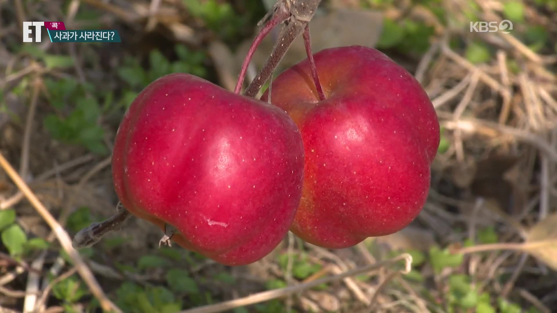 [ET] ‘질투를 부르는 사과’라는데…2090년 되면 못 먹는다고?