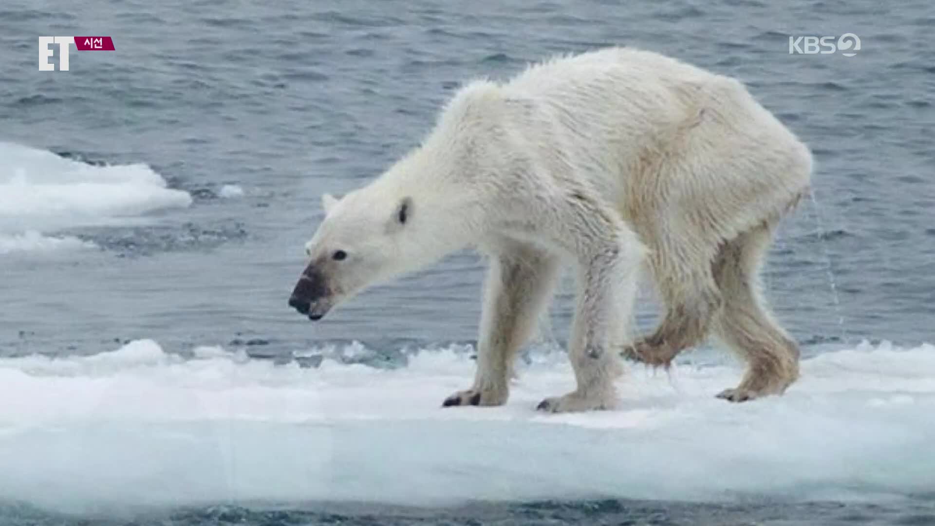 [ET] ‘2100년 멸종’ 북극곰…“북극곰만의 일이 아닙니다”