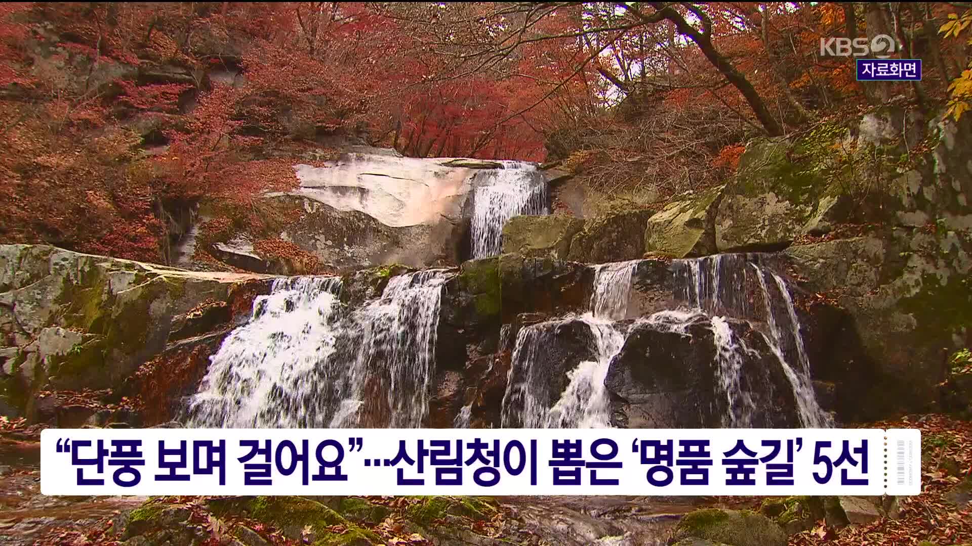 “단풍 보며 걸어요”…산림청이 뽑은 ‘명품 숲길’ 5선