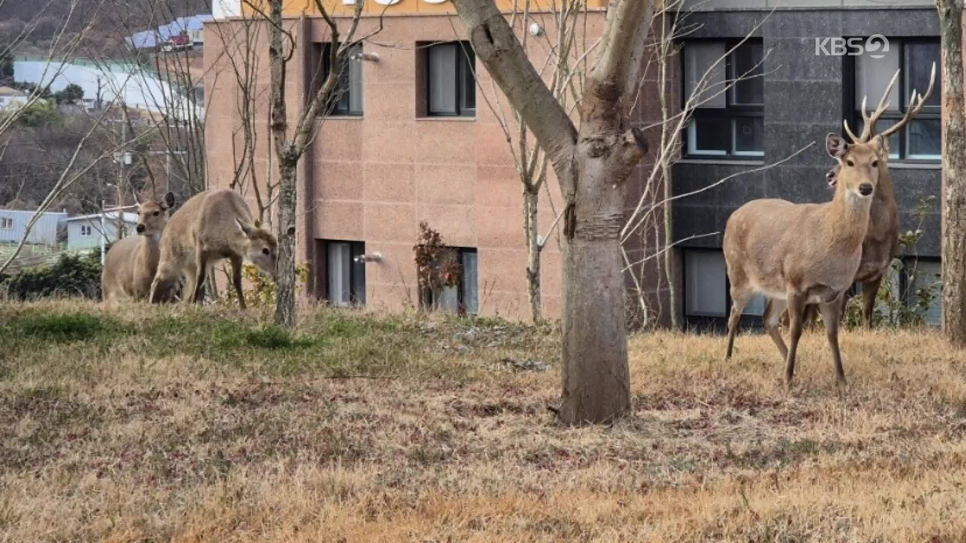 길 가다 사슴 만나면? 순천 도심서 잇따라 출몰 ‘고심’