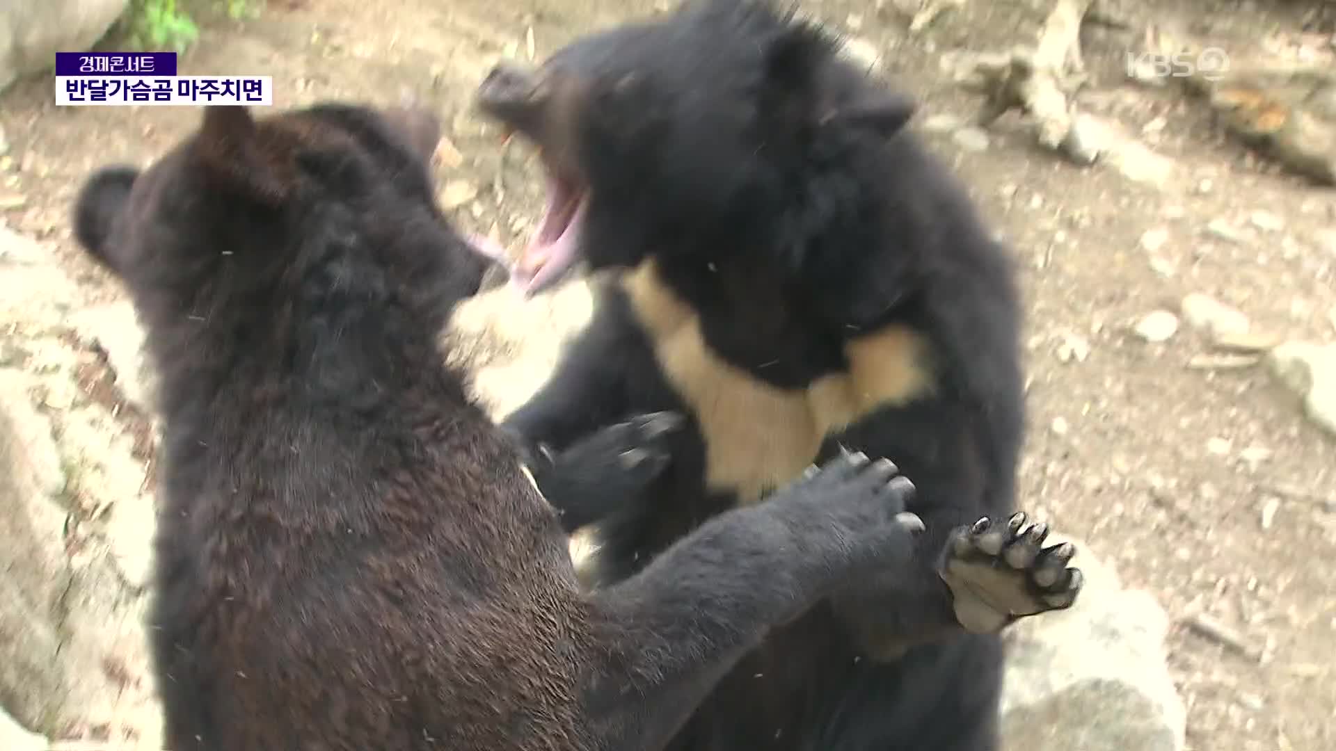 반달가슴곰 활동 본격화…등산객 주의할 점은?
