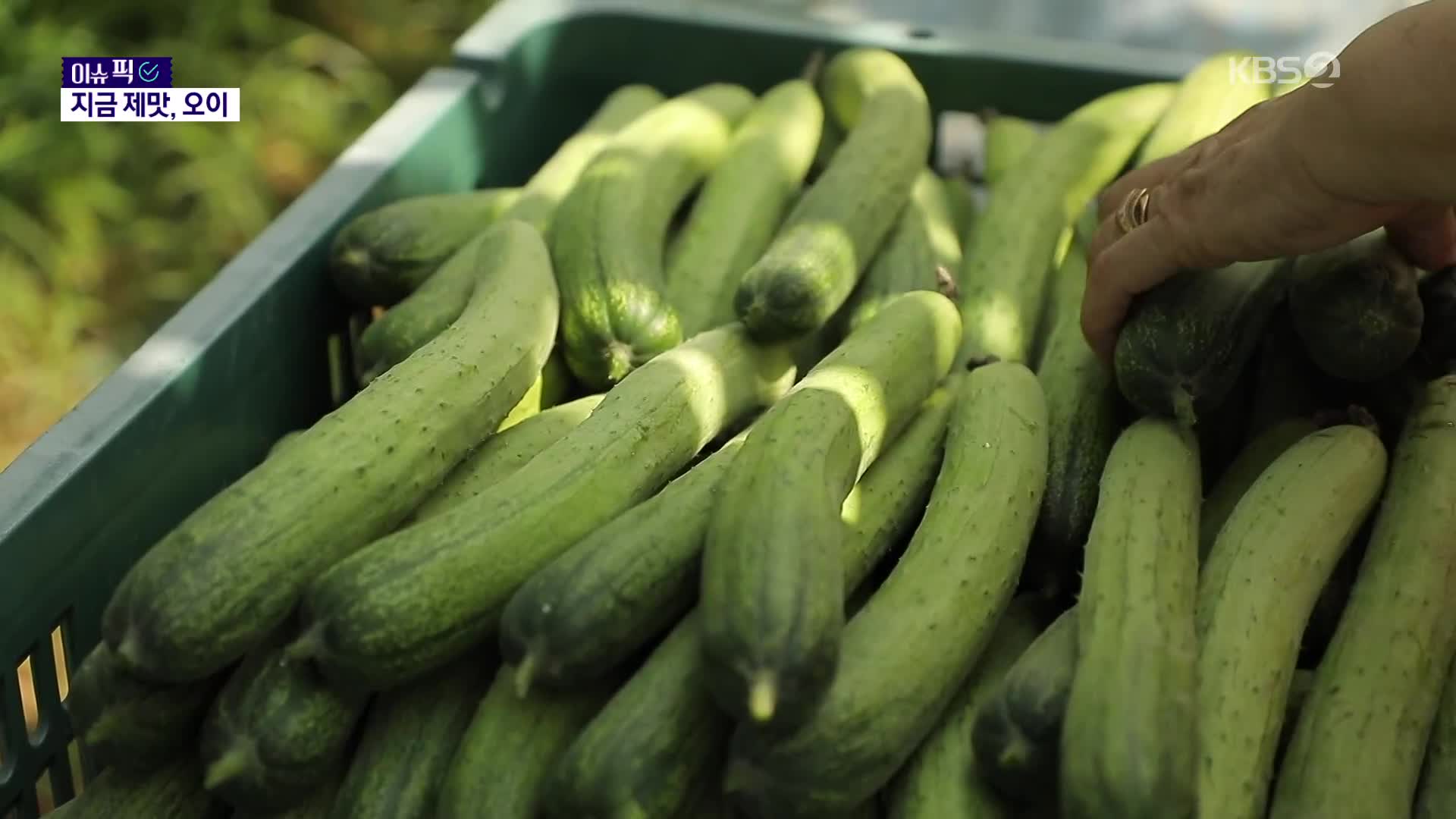 [이슈픽] “1년 중 지금이 가장 맛있을 때”…오이의 ‘찐’ 제철이 왔다!