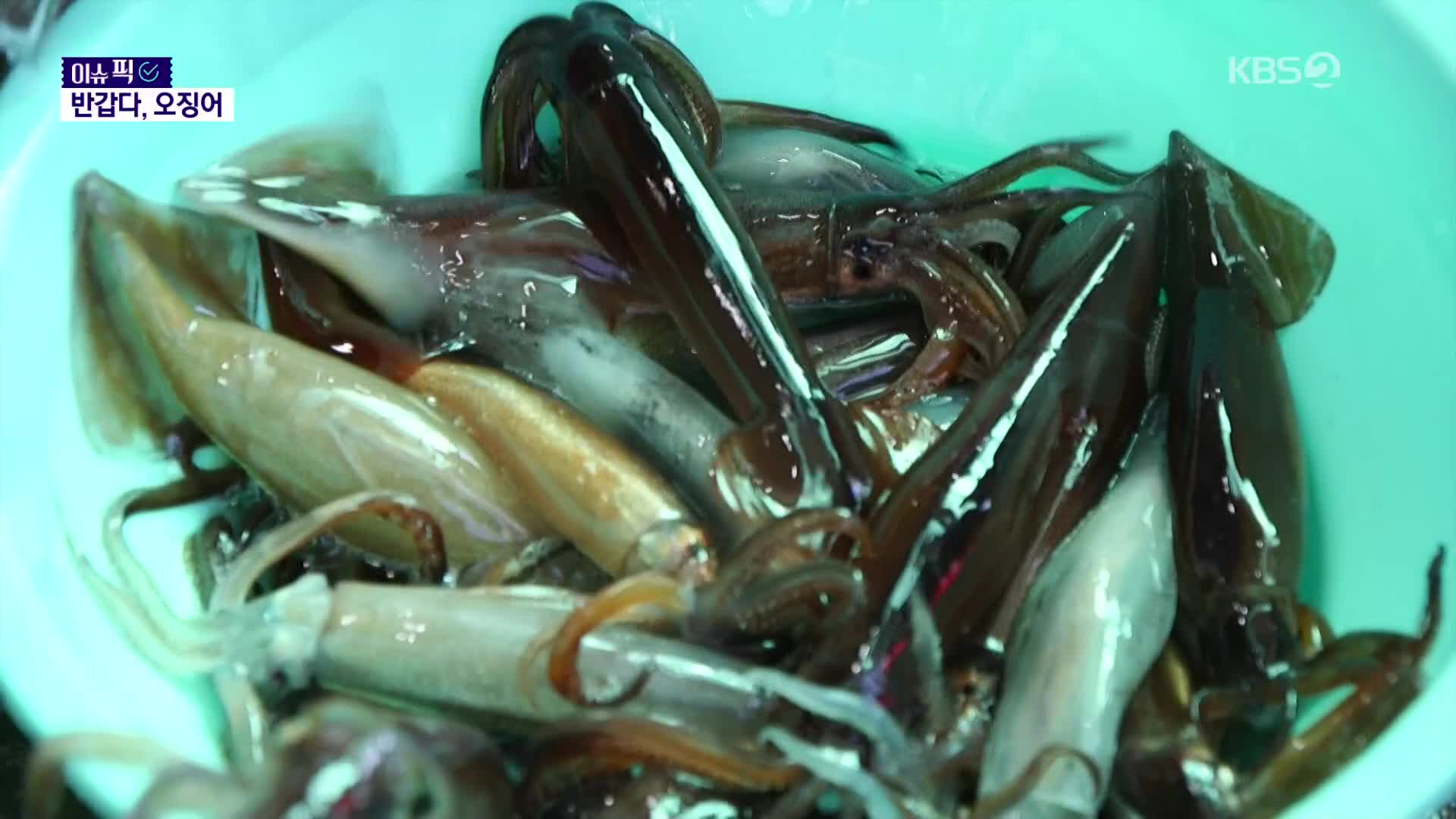 [이슈픽] 동해안 오징어 돌아왔다…가격 좀 내렸나?
