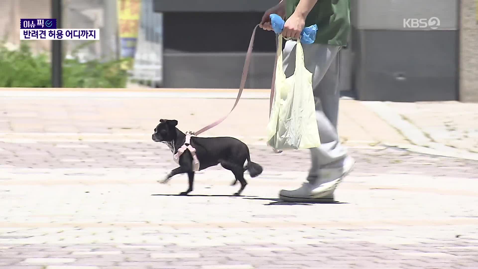 [이슈픽] “개 산책 금지” 어느 아파트의 찬반 투표…결과는?