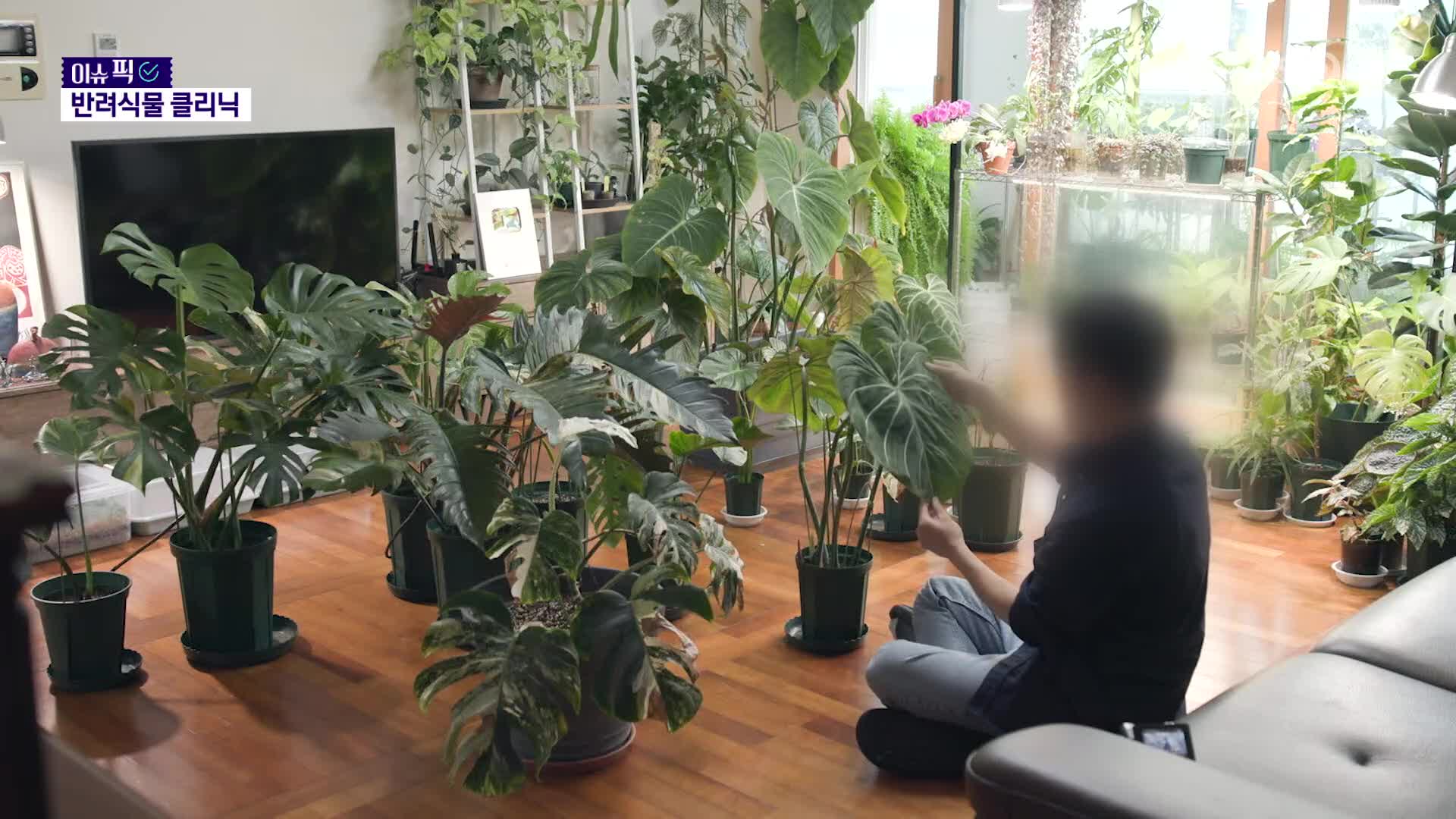 “탈 난 초록이, 병원으로!”…1700만 ‘식집사’ 시대, 반려식물병원 각광 [이슈픽] 