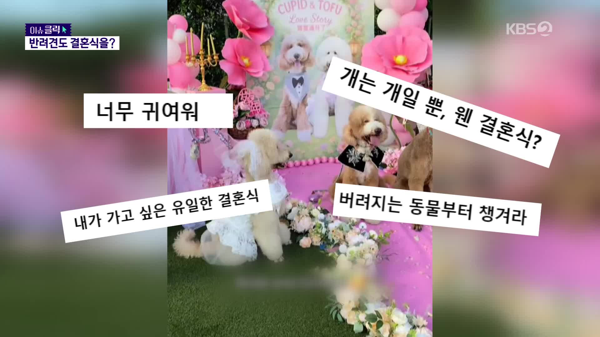 이젠 개도 결혼식 올린다…비용만 500만 원?!