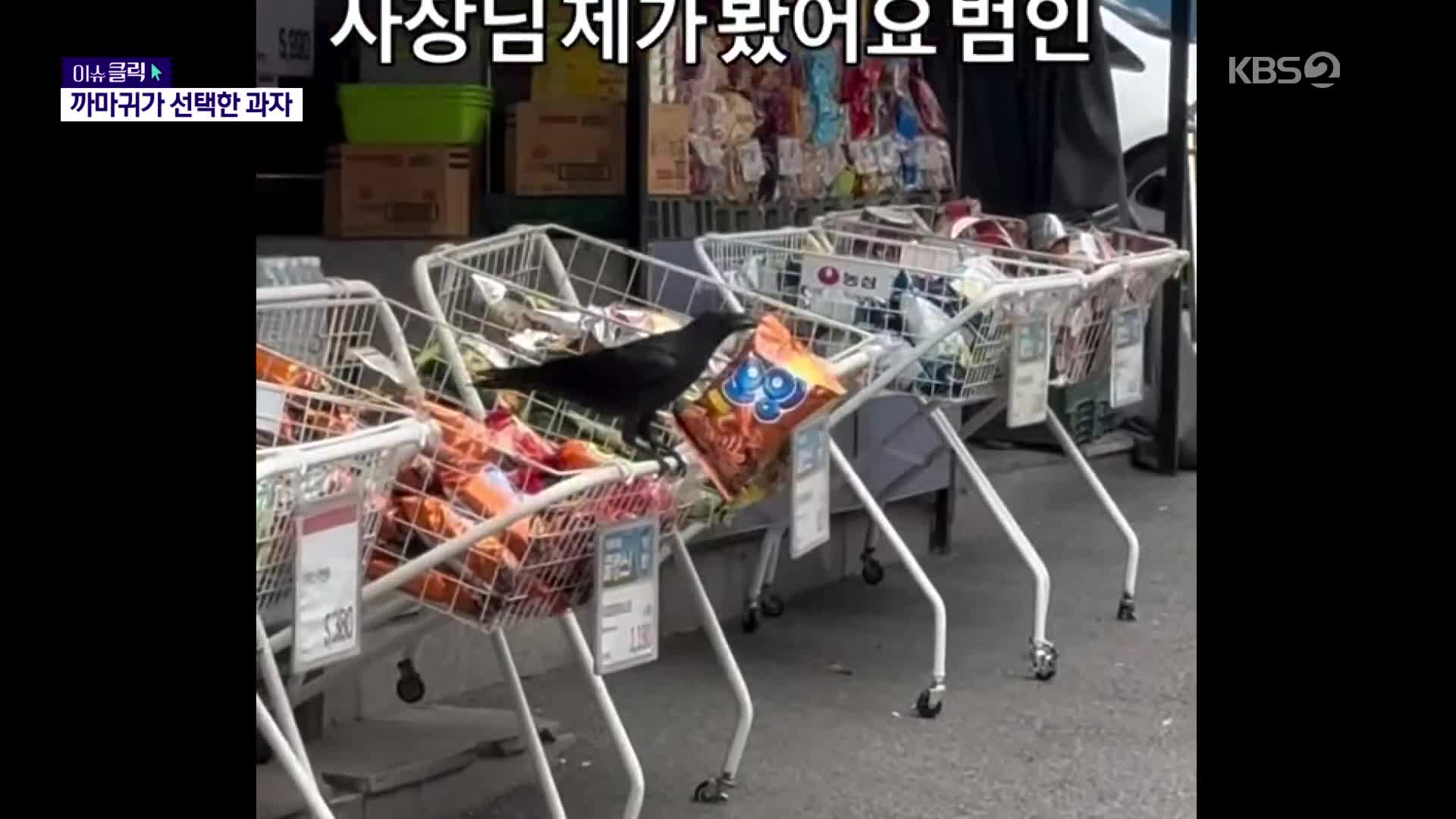 [이슈클릭] “까악까악”…‘오잉’ 물어간 까마귀에 롯데 등판
