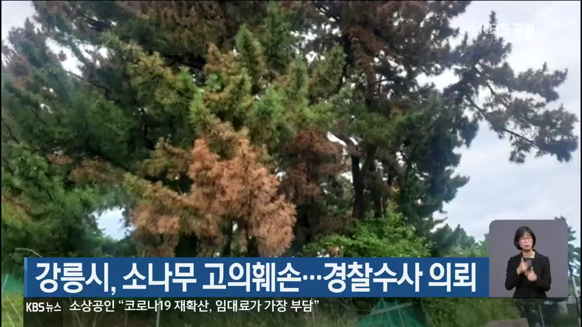강릉시, 소나무 고의훼손…경찰수사 의뢰