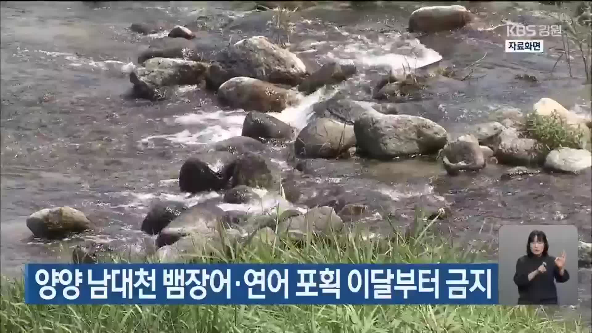 양양 남대천 뱀장어·연어 포획 이달부터 금지