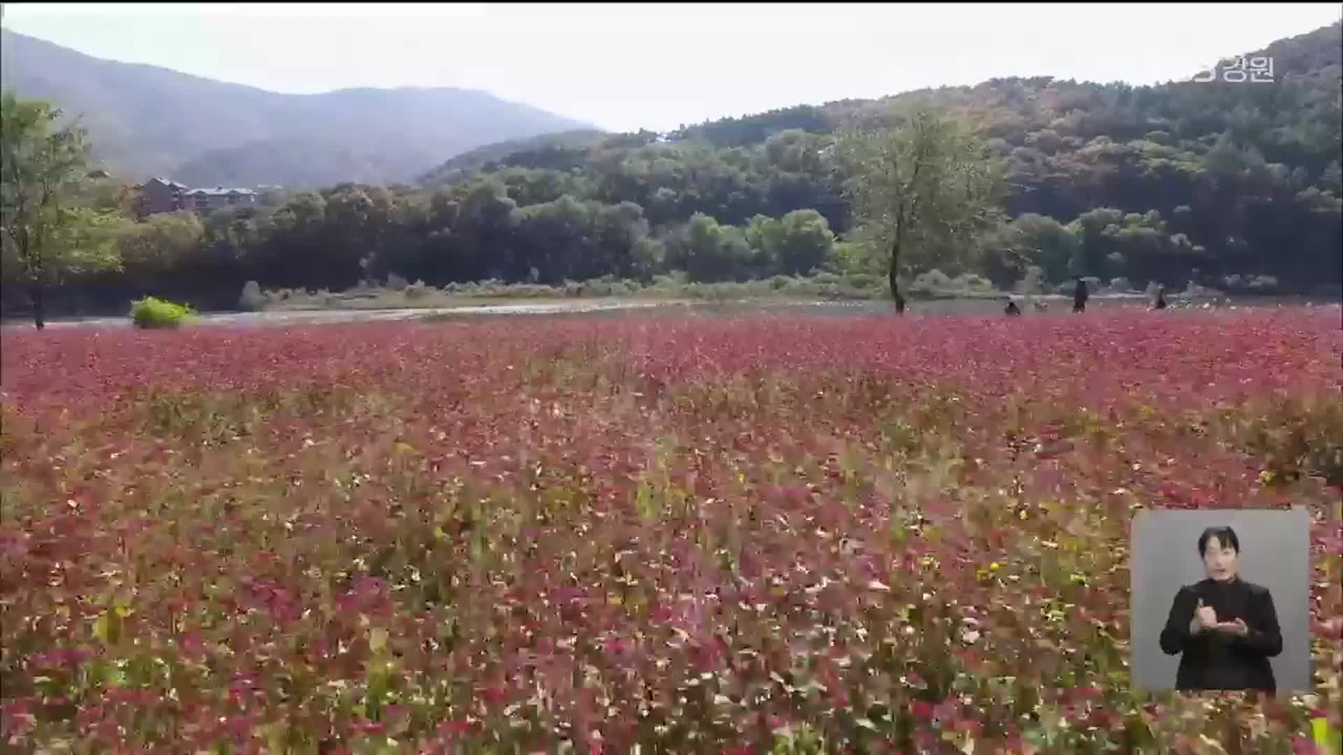 붉은 메밀꽃 물결…가을 정취에 젖다