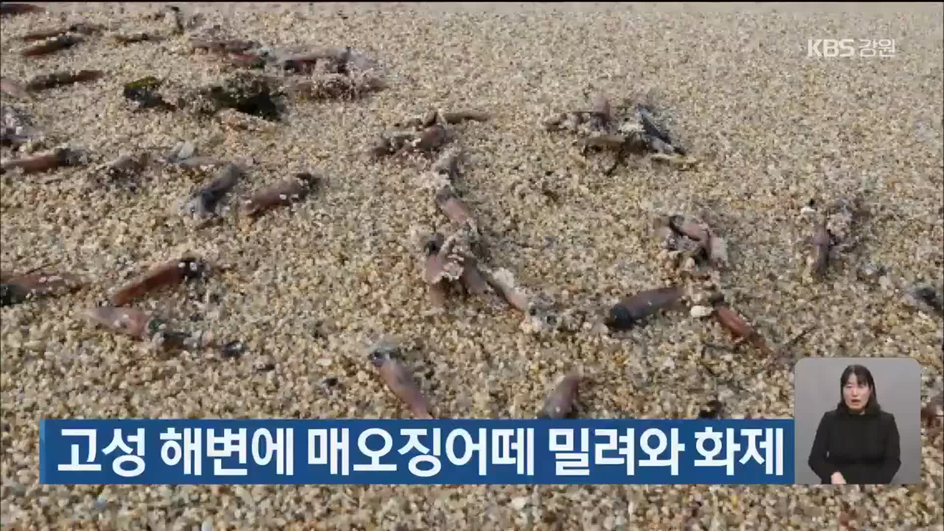 고성 해변에 매오징어떼 밀려와 화제