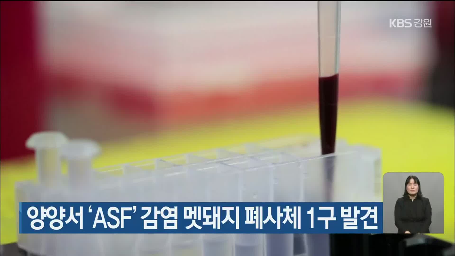 양양서 ‘ASF’ 감염 멧돼지 폐사체 1구 발견