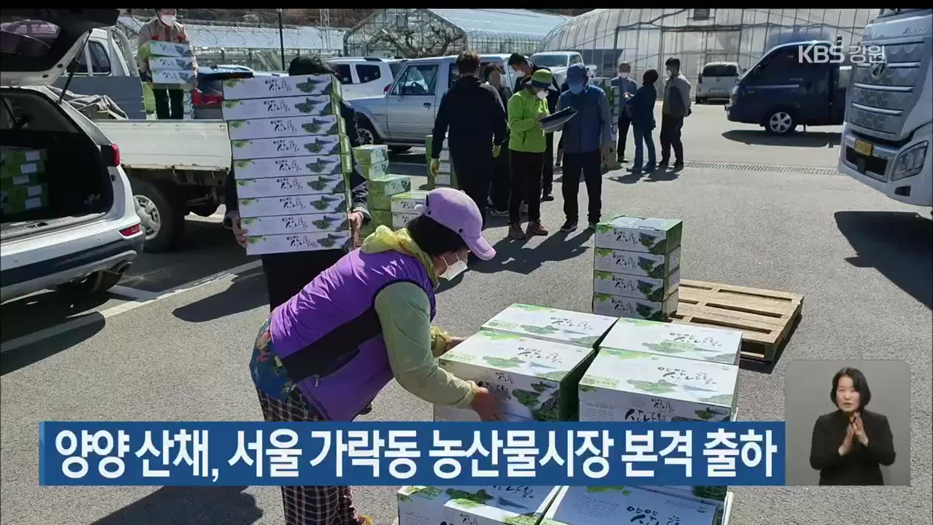 양양 산채, 서울 가락동 농산물시장 본격 출하