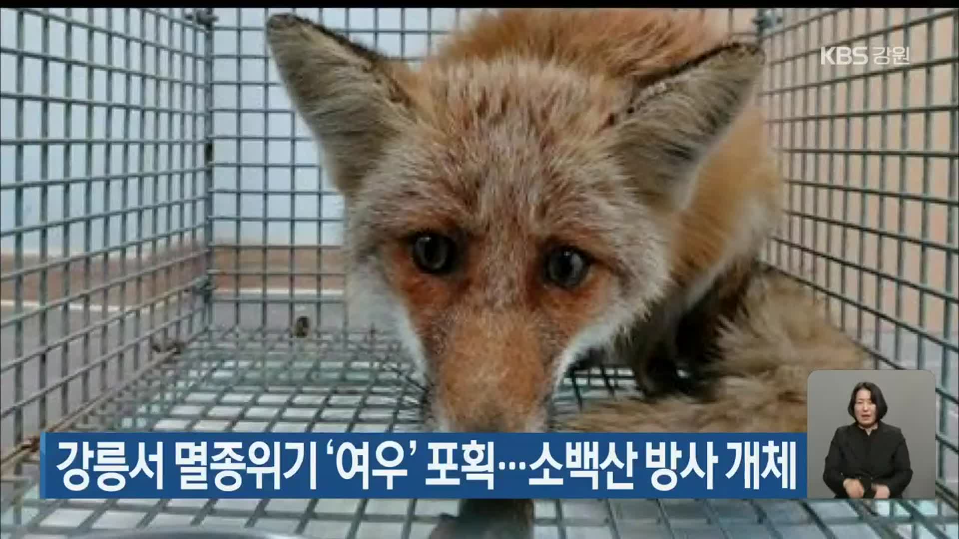 강릉서 멸종위기 ‘여우’ 포획…소백산 방사 개체
