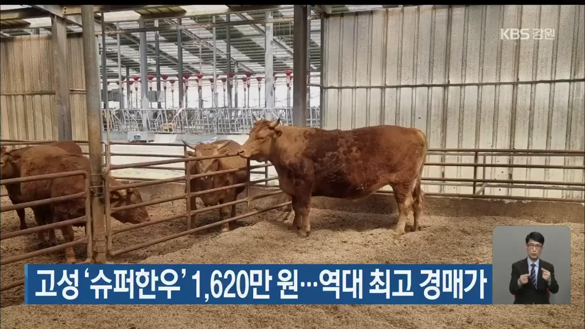 고성  ‘슈퍼한우’ 1,620만 원…역대 최고 경매가