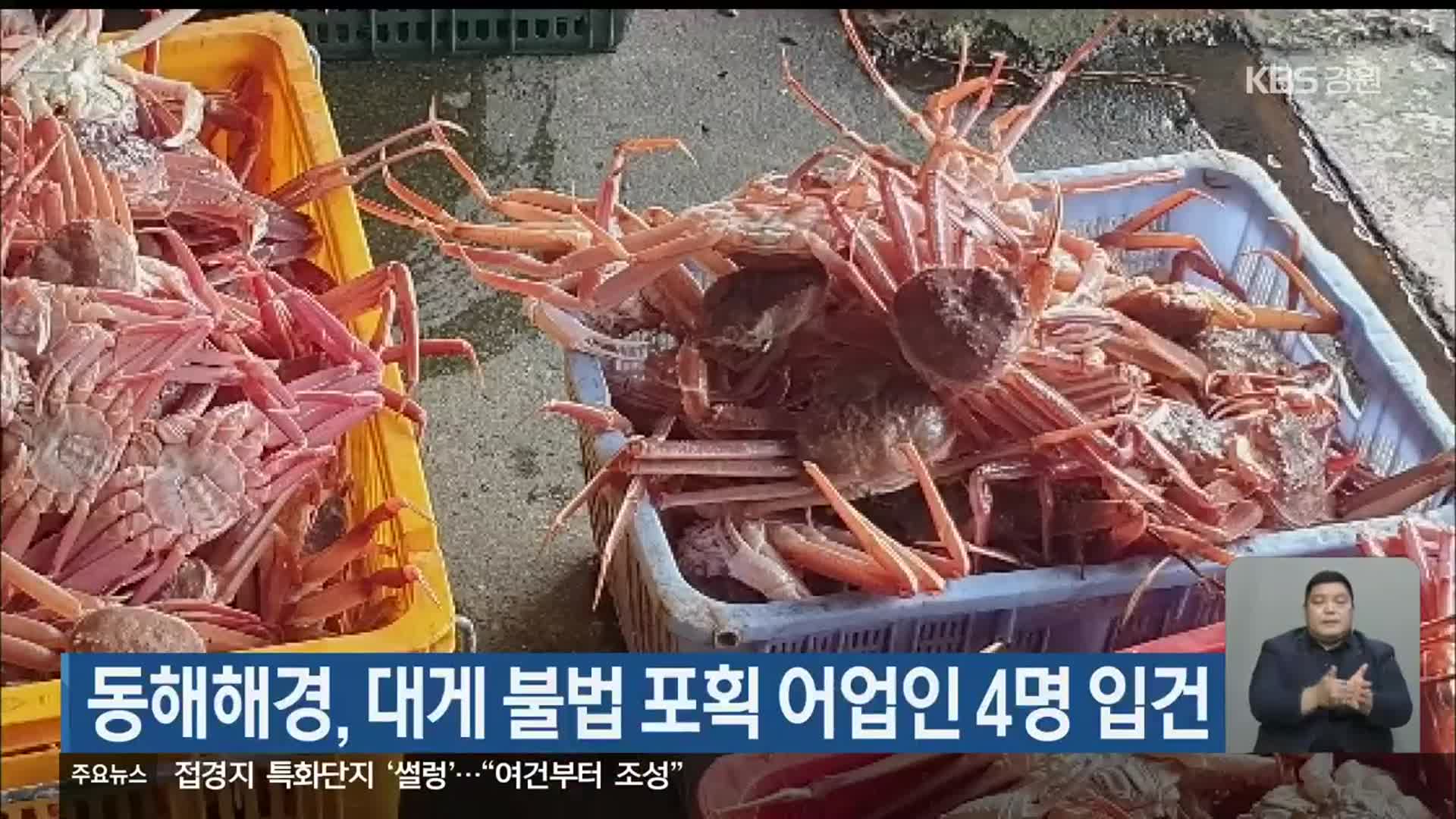 동해해경, 대게 불법 포획 어업인 4명 입건