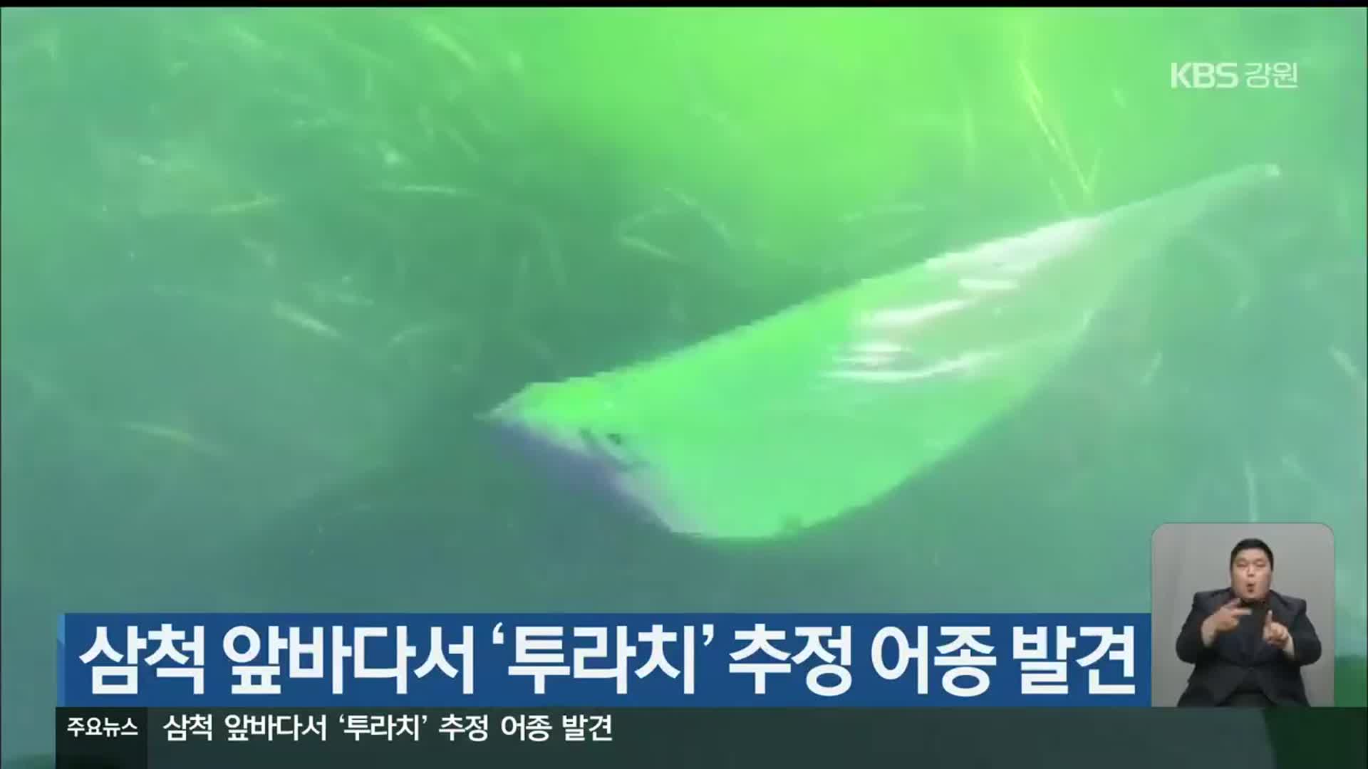 삼척 앞바다서 ‘투라치’ 추정 어종 발견