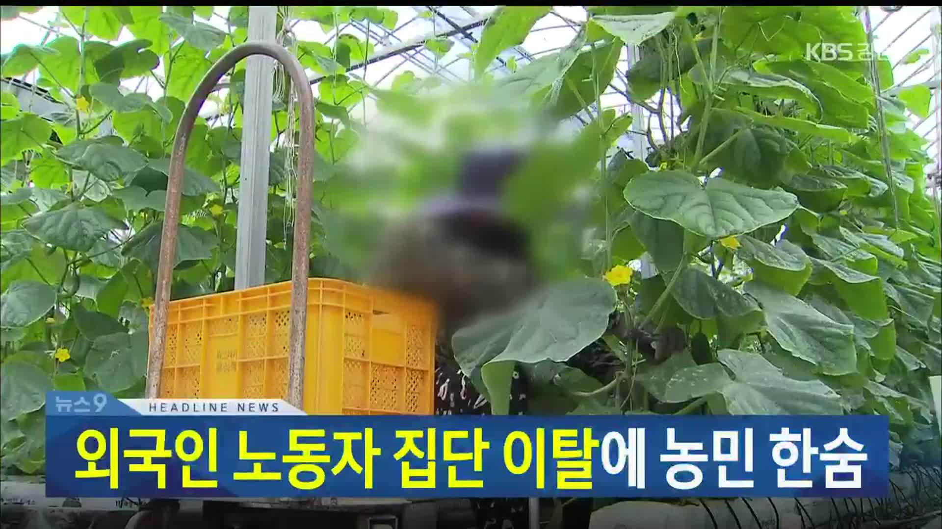 [뉴스9 강릉 헤드라인]