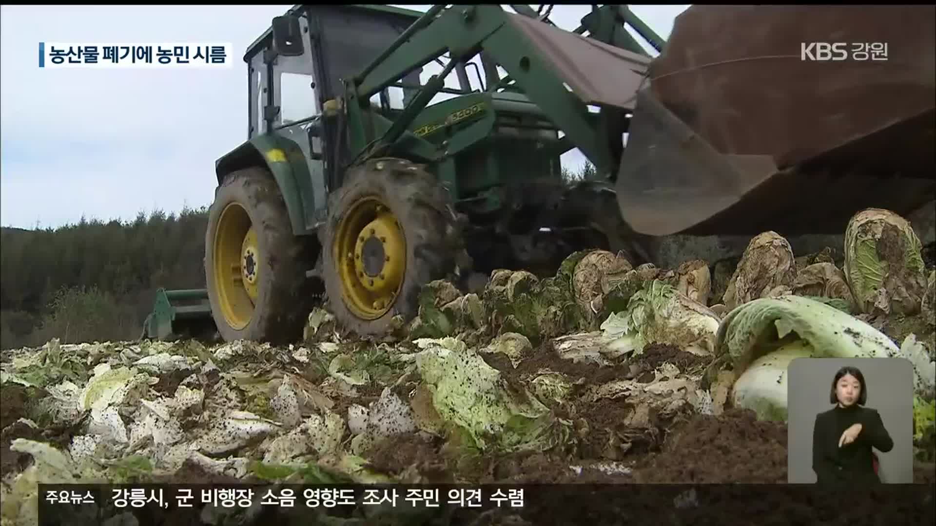 ‘조금 있으면 김장철인데…’ 김장 채소 산지 폐기