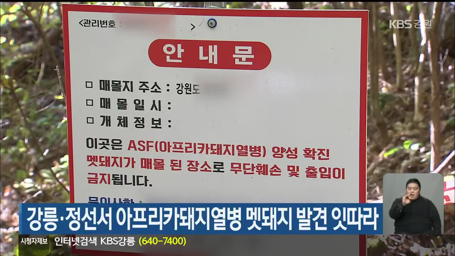 강릉·정선서 아프리카돼지열병 멧돼지 발견 잇따라
