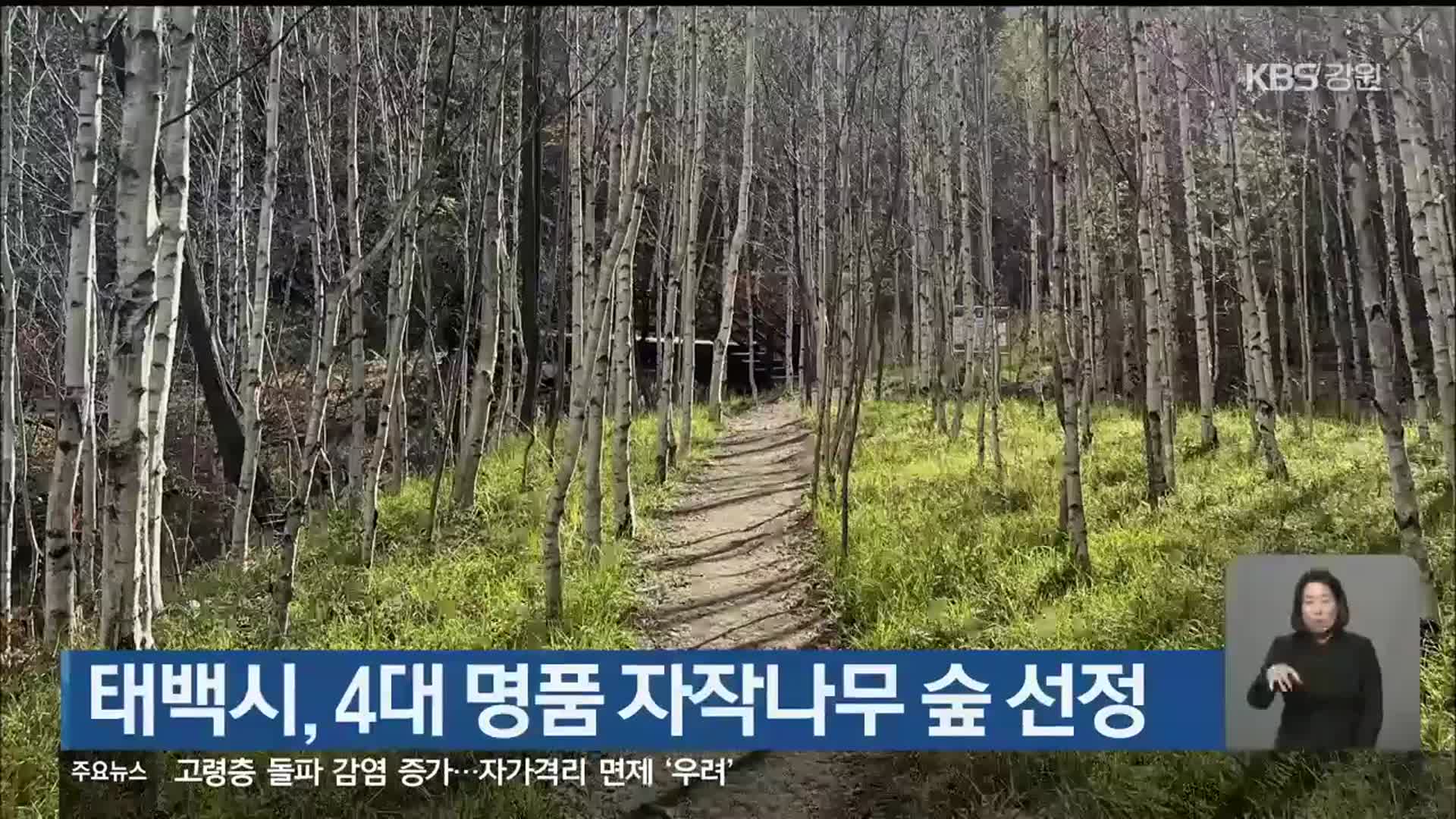 태백시, 4대 명품 자작나무 숲 선정