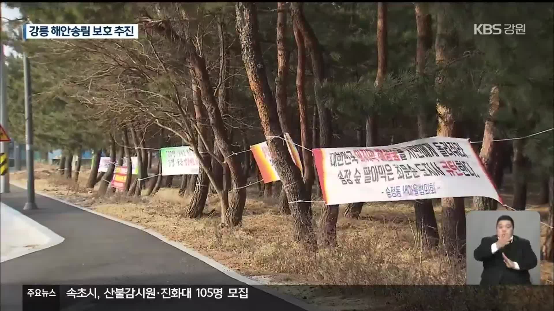 강릉시 해안송림 보호 추진…사유지 매입 마찰 불가피