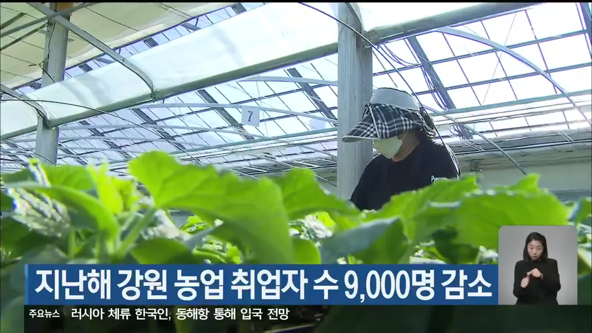 지난해 강원 농업 취업자 수 9,000명 감소