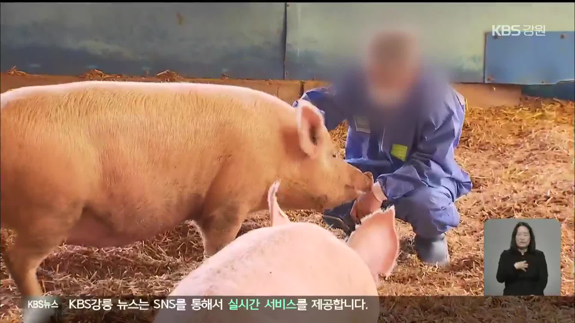 “한 마리 생산비 17% 상승”…양돈 농가 숨통 언제 트이나