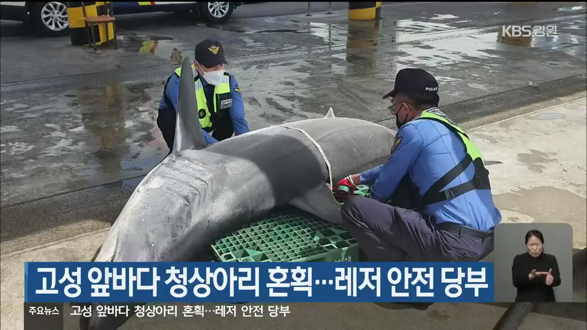 고성 앞바다 청상아리 혼획…레저 안전 당부