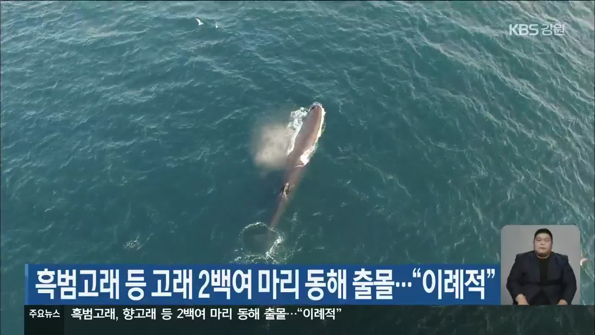 흑범고래 등 고래 2백여 마리 동해 출몰…“이례적”