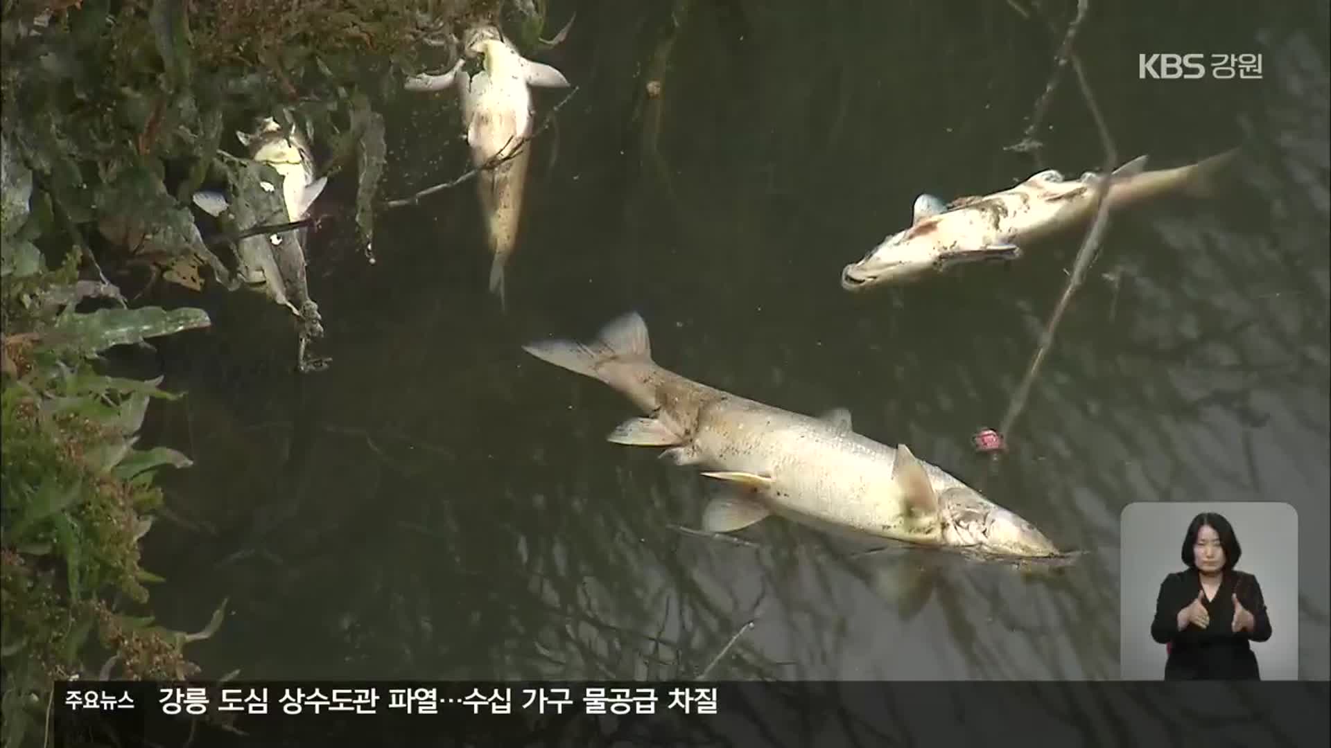 강릉 남대천 물고기 떼죽음…원인은?