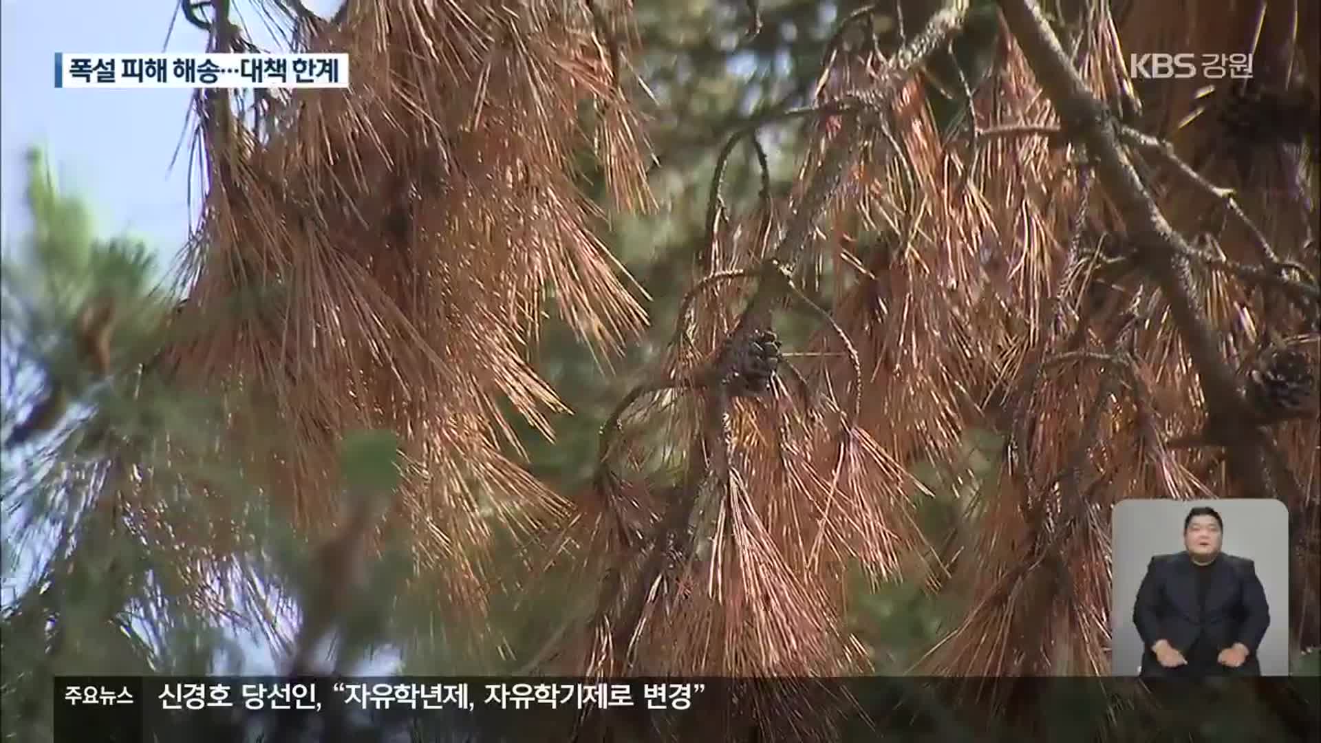 누렇게 변한 ‘폭설 피해’ 소나무…“대책 한계”