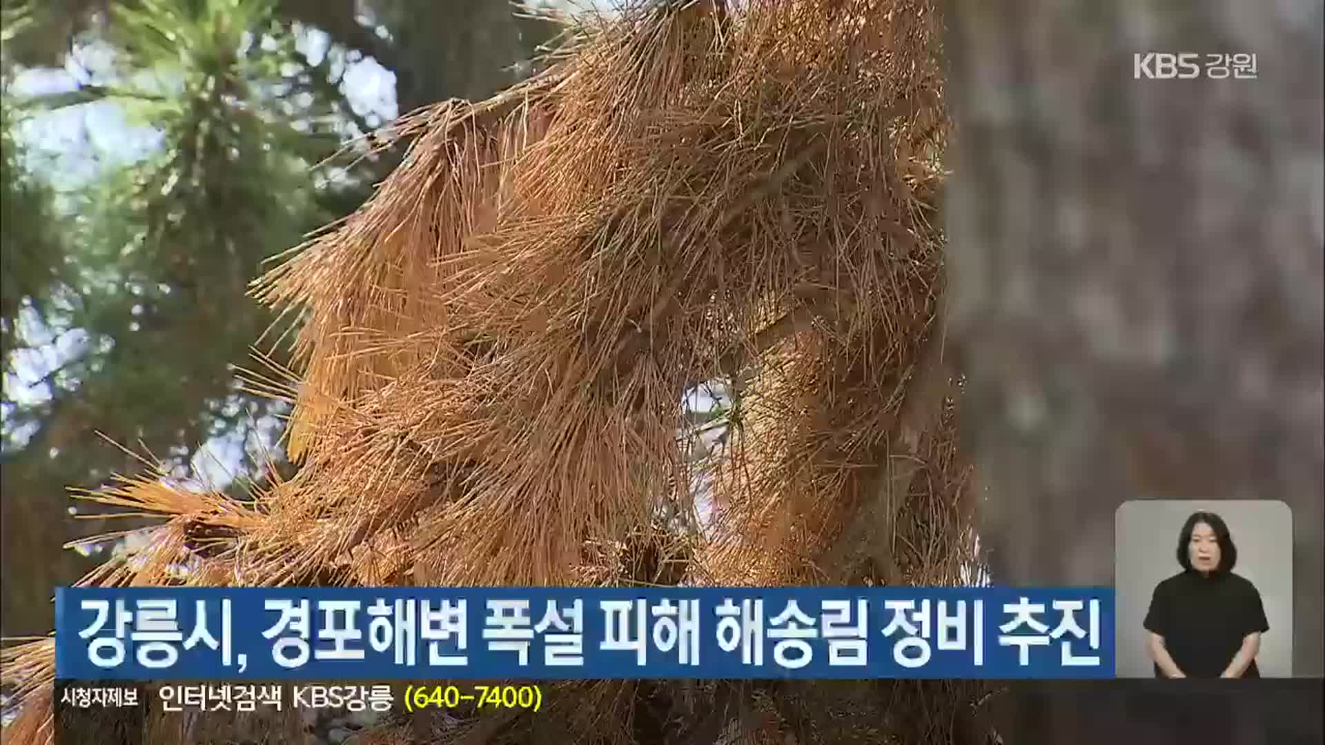 강릉시, 경포해변 폭설 피해 해송림 정비 추진