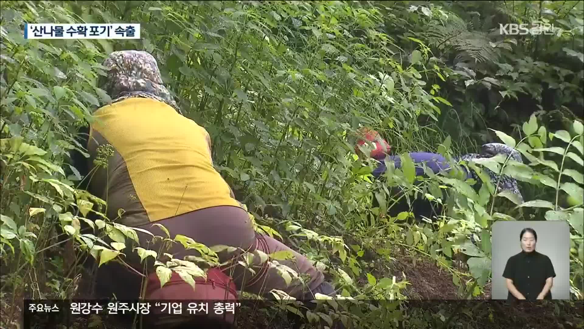 일손 부족에 산나물 등 임산물 재배 비상