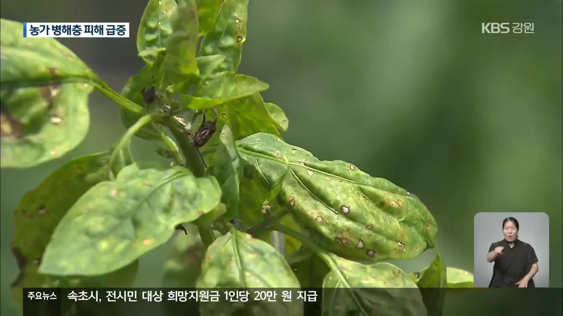 때이른 더위에 ‘총채벌레’…강릉지역 농가 막막