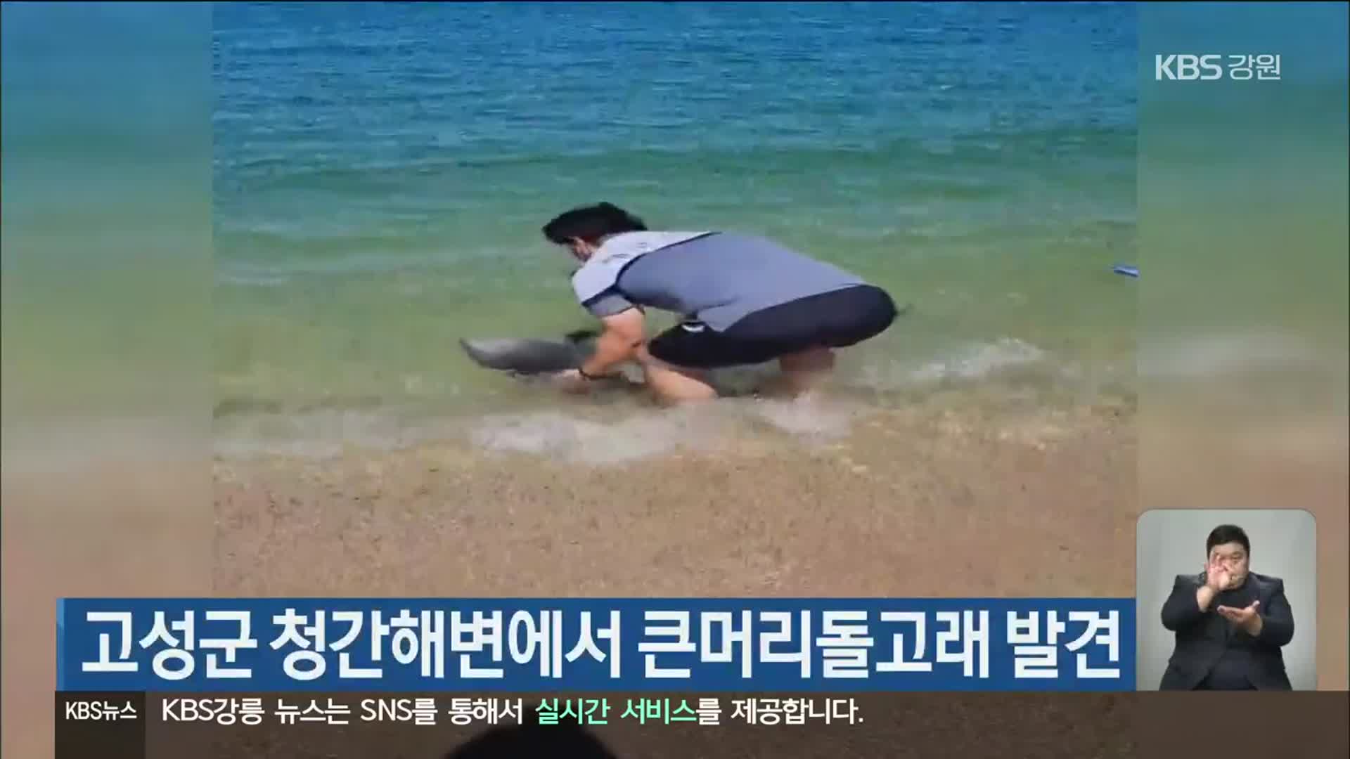 고성군 청간해변에서 큰머리돌고래 발견