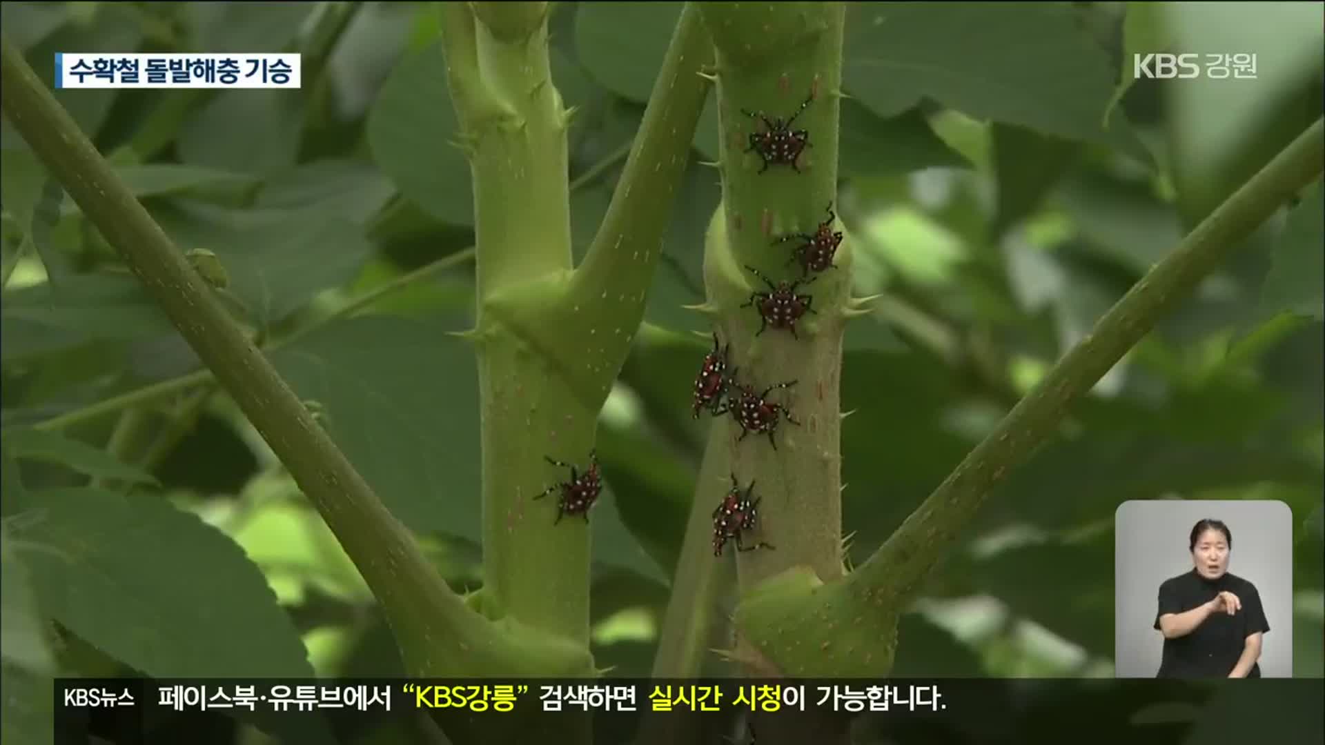 돌발해충 ‘극성’…수확기 농촌 골칫거리