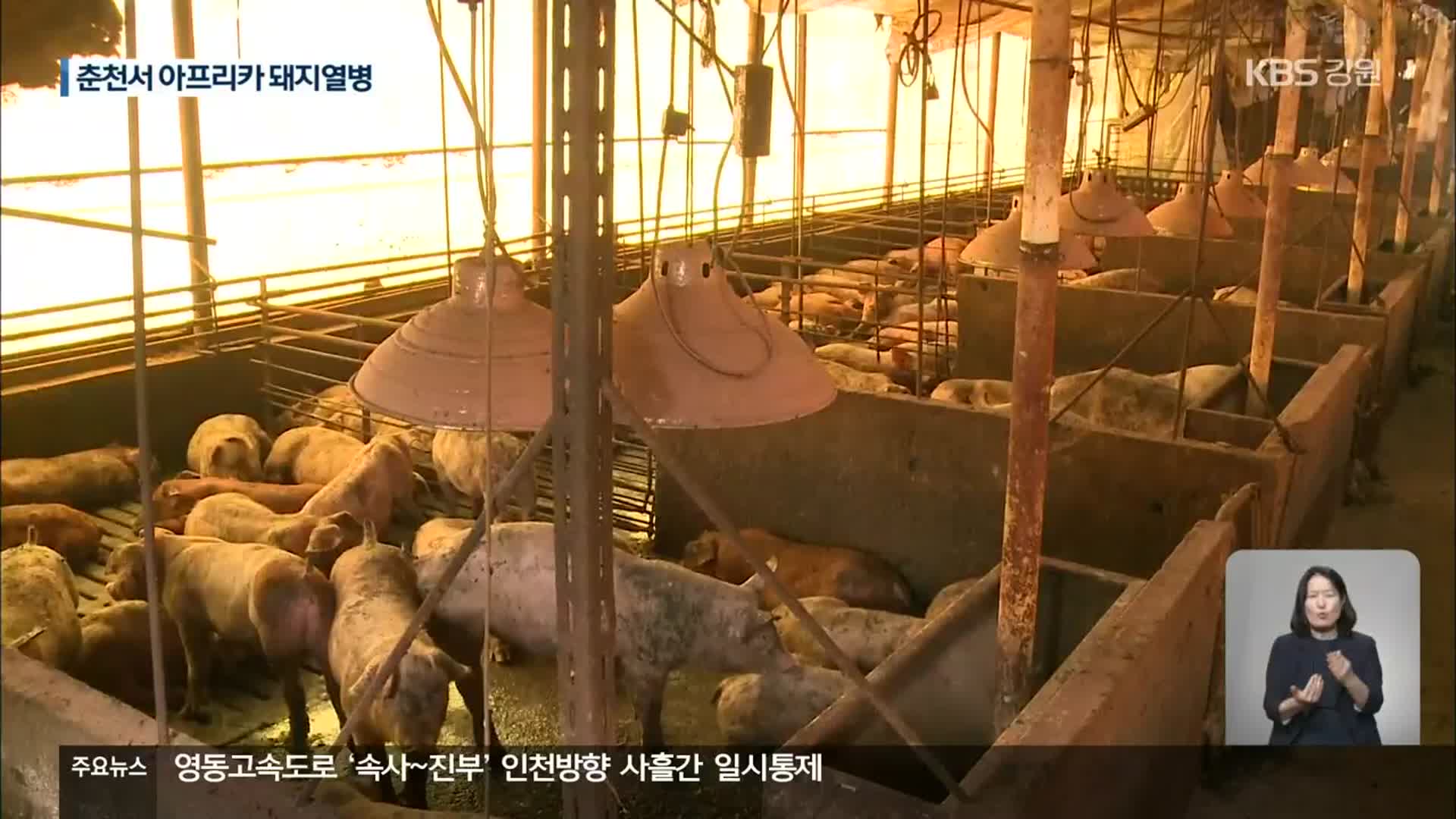 춘천서 아프리카 돼지열병…양구 이후 한 달만에