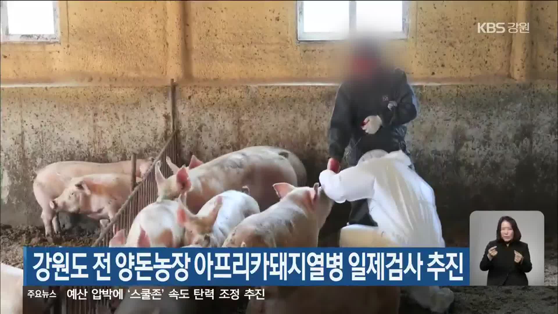 강원도 전 양돈농장 아프리카돼지열병 일제검사 추진