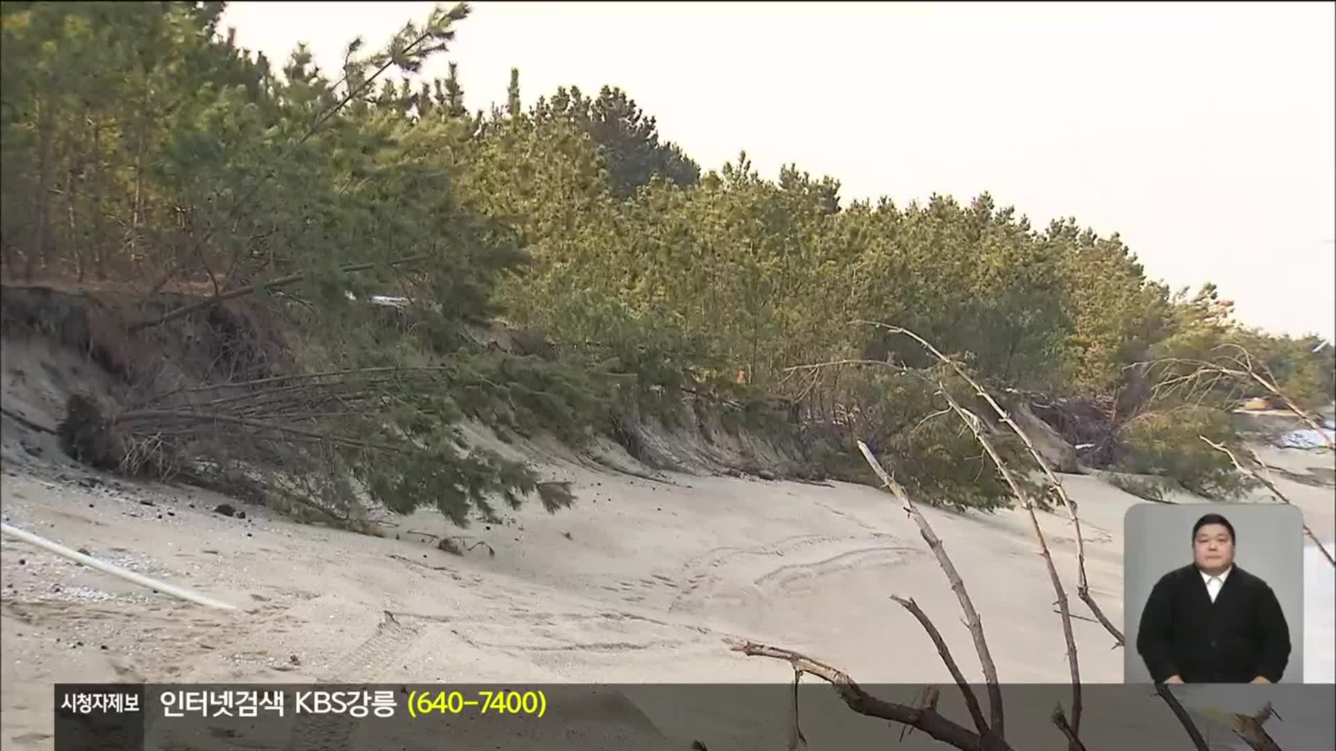 사라진 동해안 해안사구…3년 새 축구장 3개 면적 유실