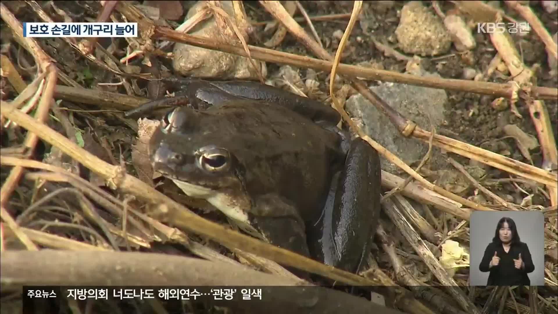 돌아온 봄 손님 ‘오대산 토종 개구리’