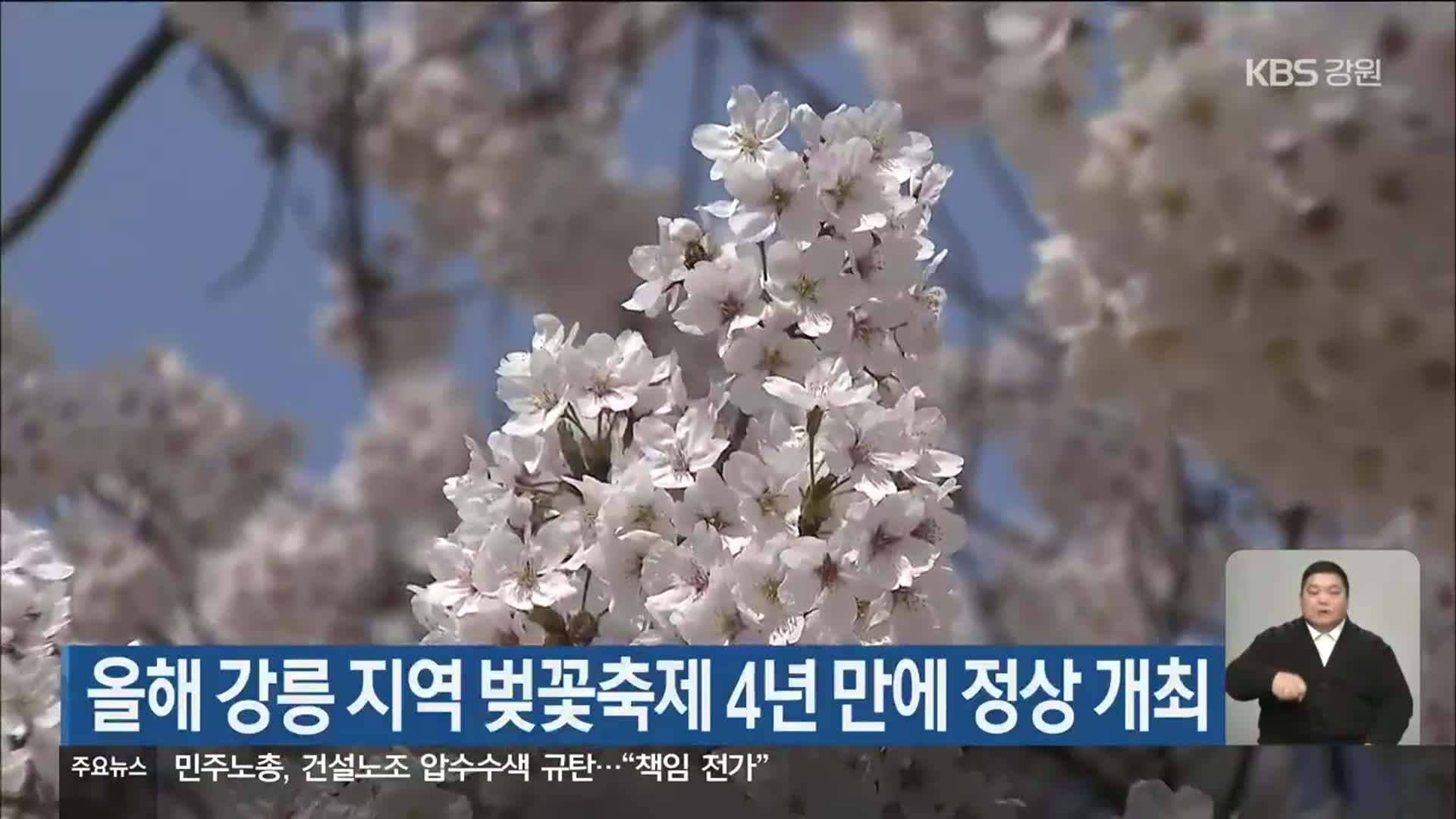 올해 강릉 지역 벚꽃축제 4년 만에 정상 개최