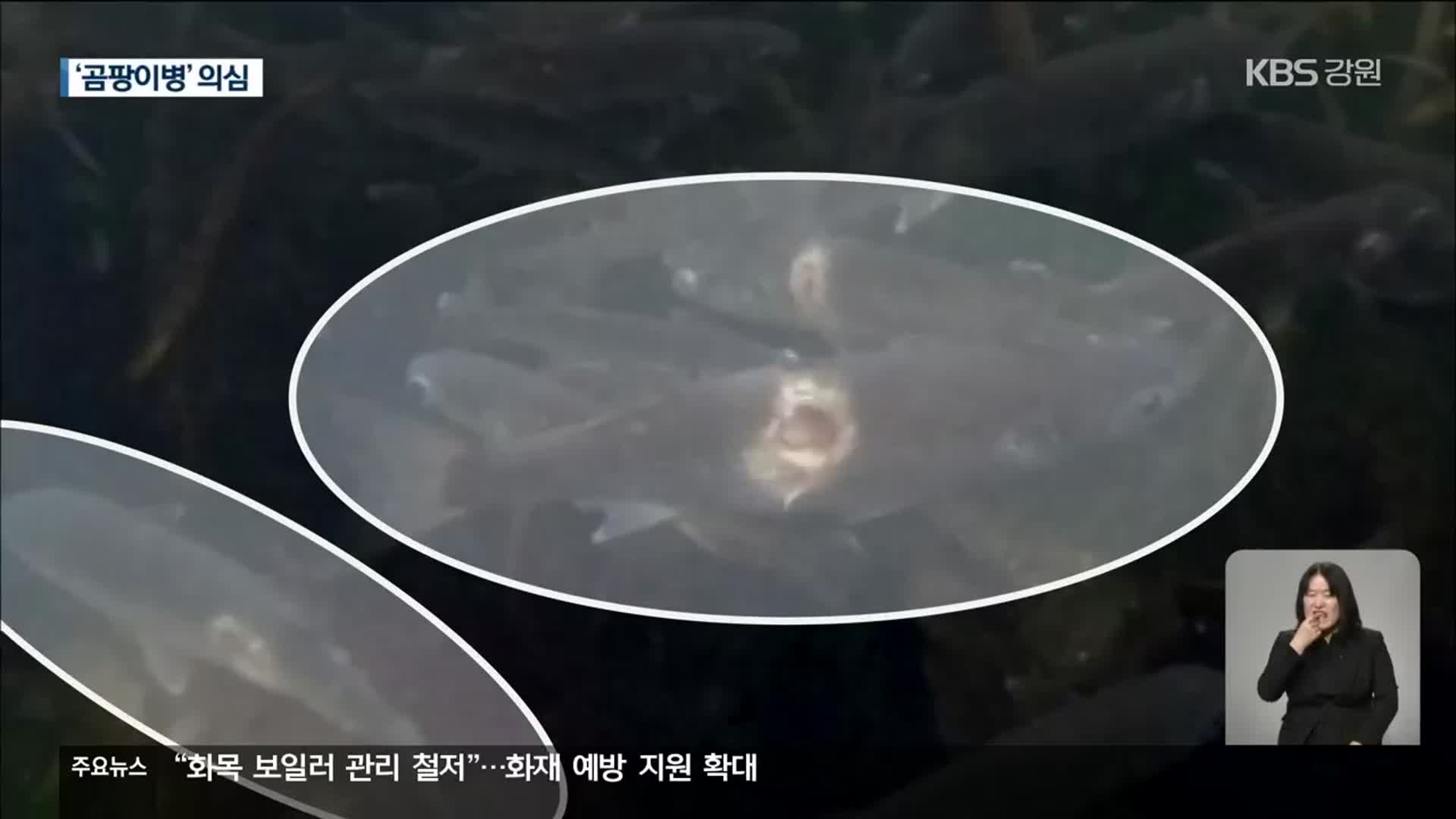 석호 물고기에 무슨 일이…‘곰팡이병’ 집단 감염?