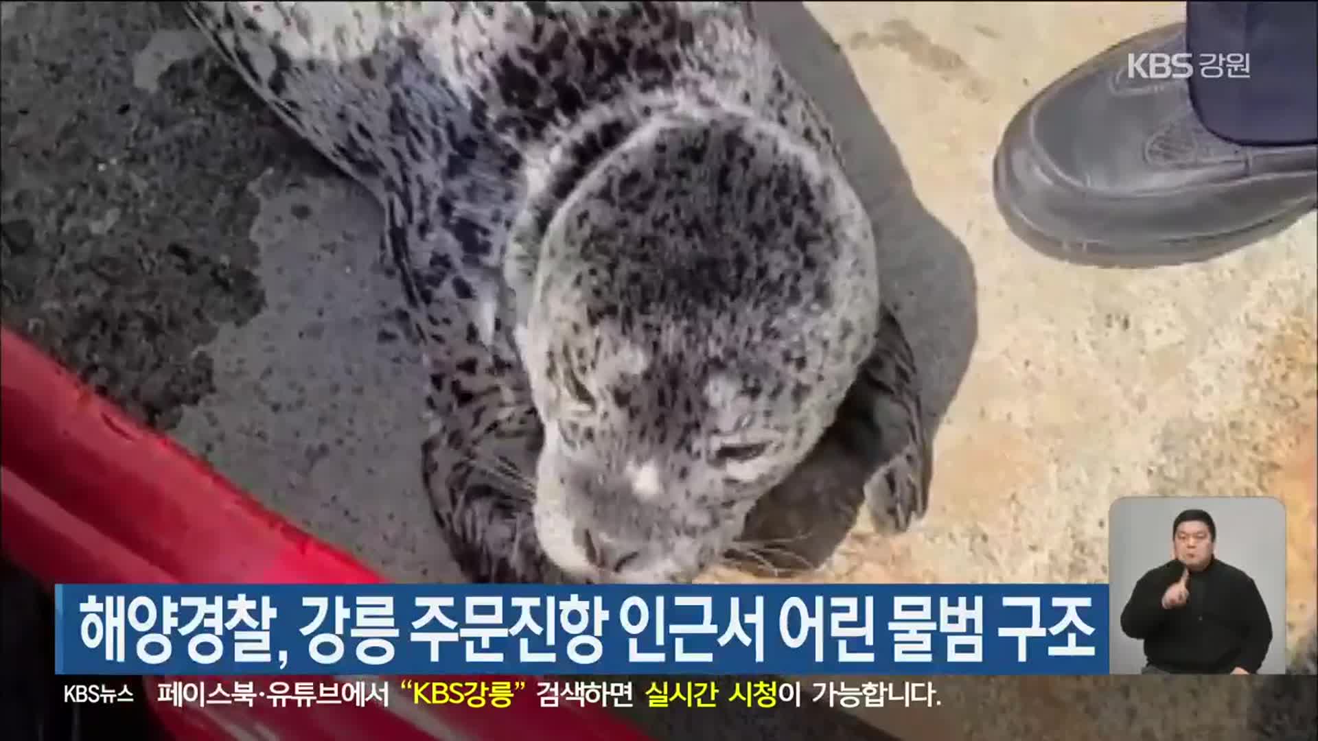 해양경찰, 강릉 주문진항 인근서 어린 물범 구조