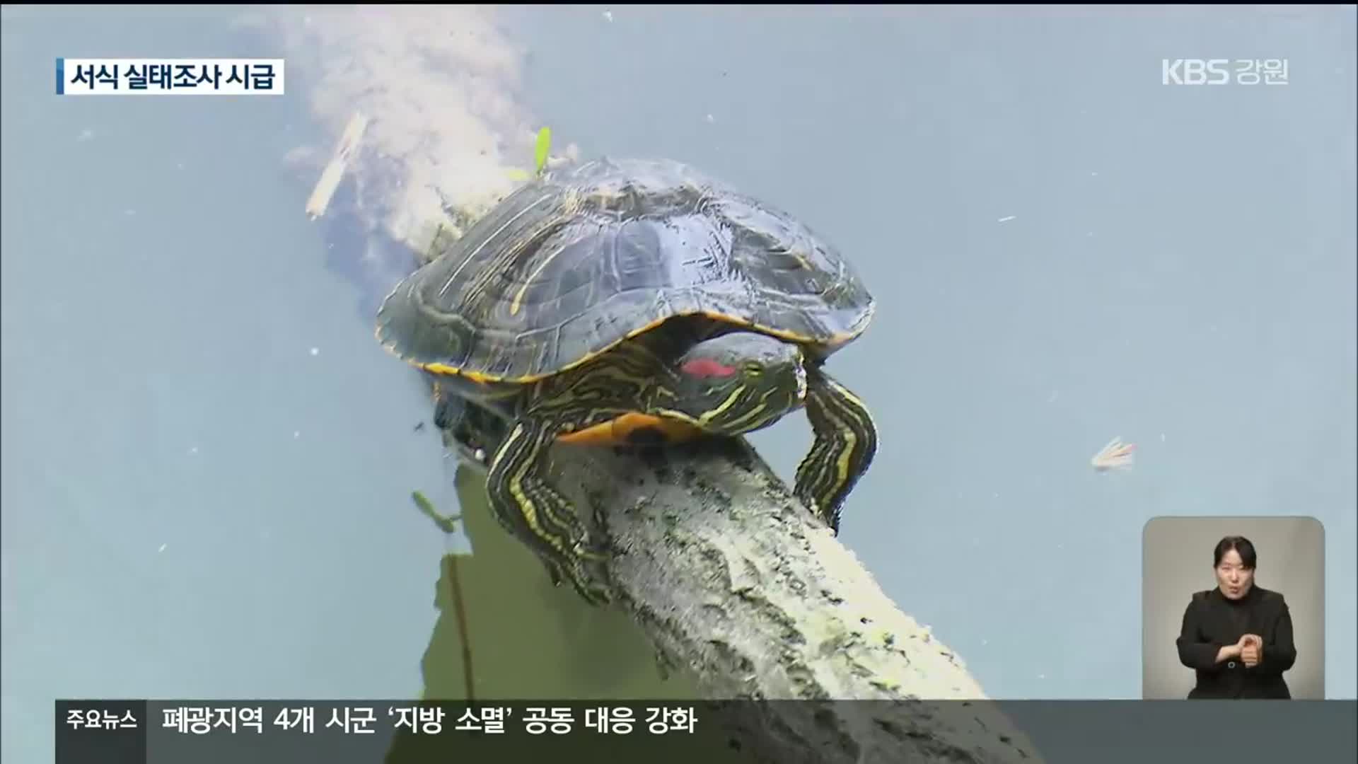 공지천 ‘붉은귀거북’ 조사도 포획도 손놔