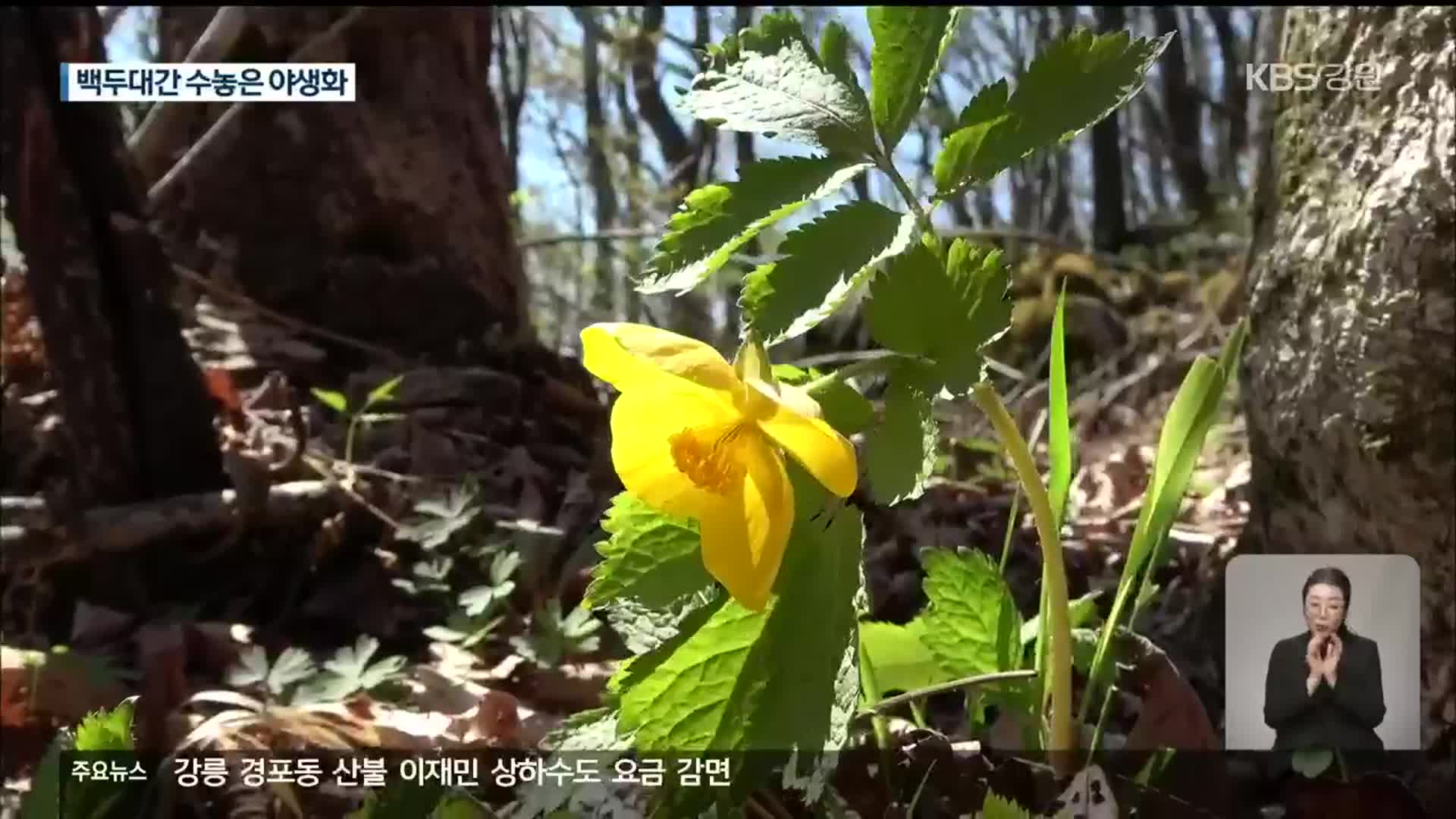 백두대간 휘감은 봄…야생화 ‘활짝’