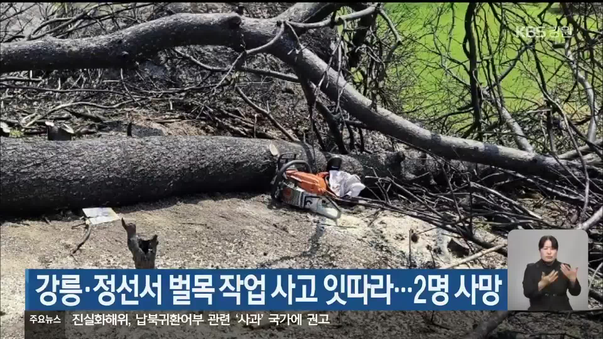강릉·정선서 벌목 작업 사고 잇따라…2명 사망