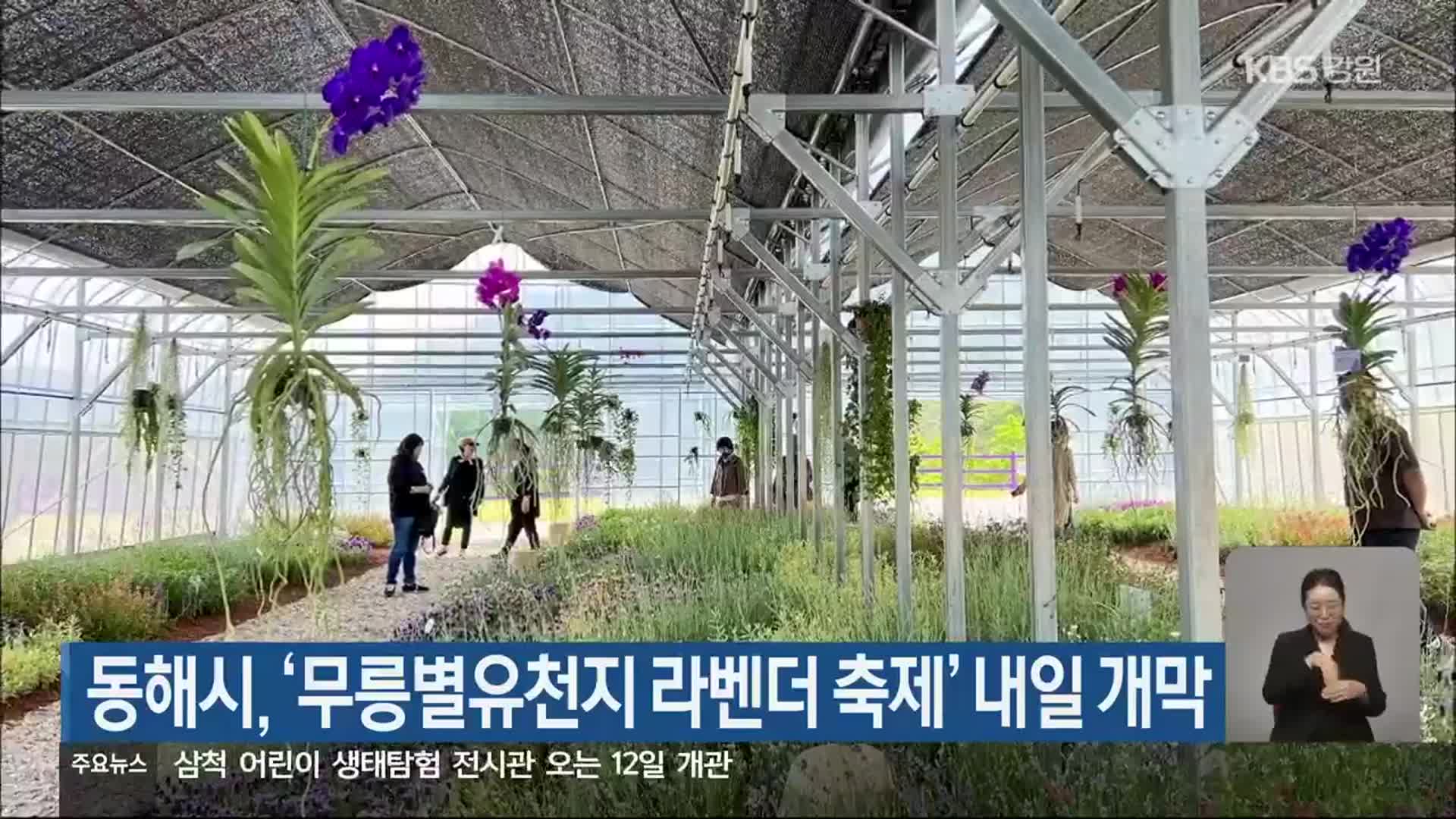 동해시, ‘무릉별유천지 라벤더 축제’ 내일 개막